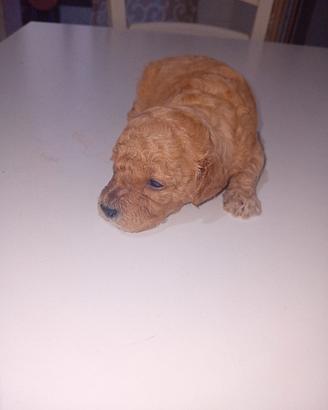 cane borboncino miny toy 