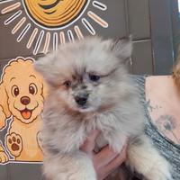 Spitz di Pomerania Merle Maschio