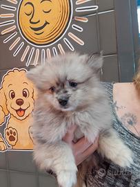 Spitz di Pomerania Merle Maschio