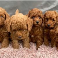 Barboncini M e F disponibili Red Toy /nano