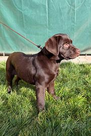 Cuccioli labrador chocolate