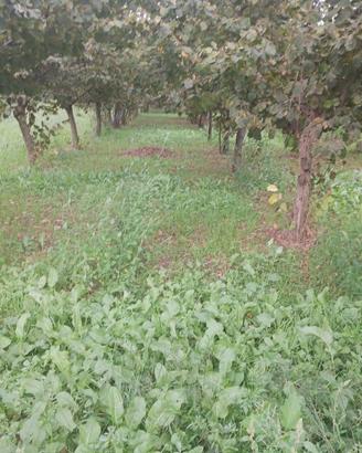 Terreno di 800 m² a Mercato San Severino
