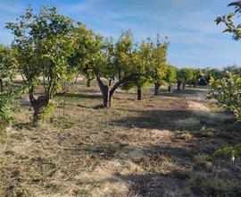 Frutteto località Perda Ladas - Silì Oristano