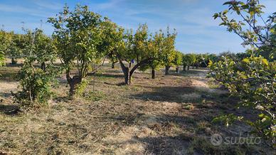 Frutteto località Perda Ladas - Silì Oristano