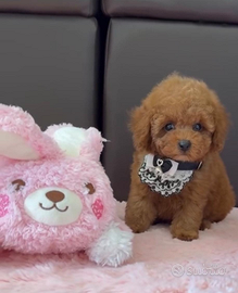 Cuccioli barboncino toy red