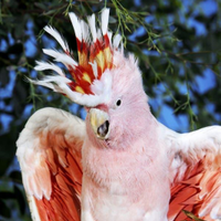 Cacatua leadbeateri