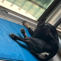 Compagna per accoppiamento