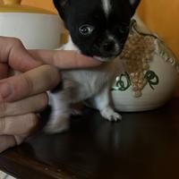 Chiuhuahua toy mini