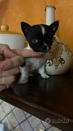 Chiuhuahua toy mini