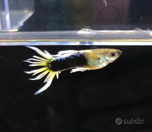 Crown tail guppy show merah rarità