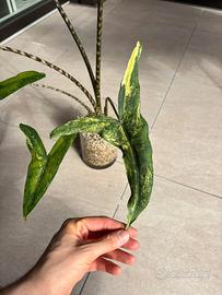 Bulbi Alocasia Tigrina Aurea Variegata