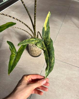 Bulbi Alocasia Tigrina Aurea Variegata