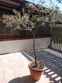 piante ulivo