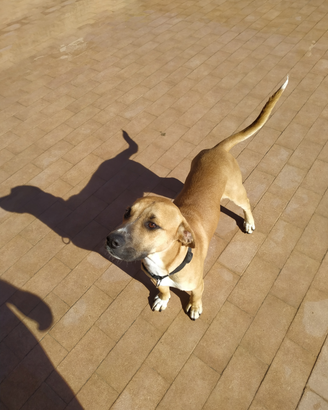 Carne Pitbull Mix