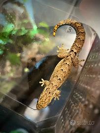 Gechi L. Lugubris