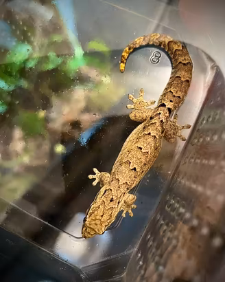 Gechi L. Lugubris