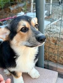 Welsh Corgi Pembroke