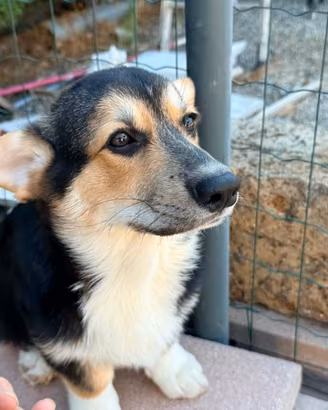 Welsh Corgi Pembroke