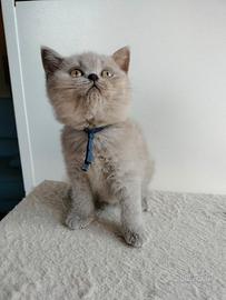 British shorthair con pedigree