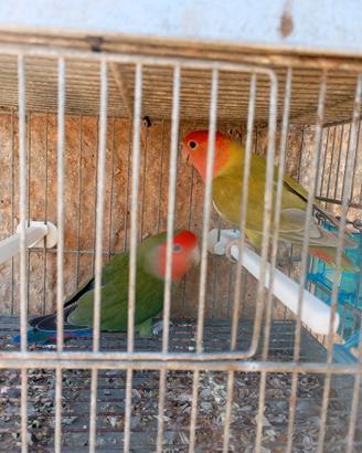 Inseparabili