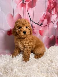 Barboncina nana albicocca pedigree enci