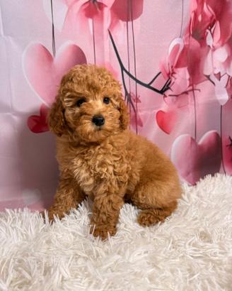 Barboncina nana albicocca pedigree enci