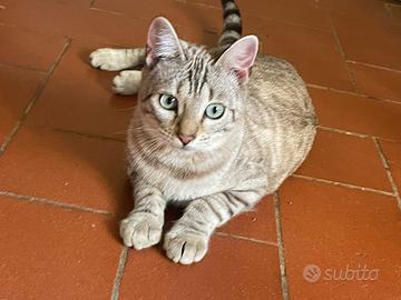 Bengala riproduttori