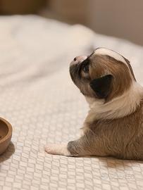 Chihuahua pelo lungo