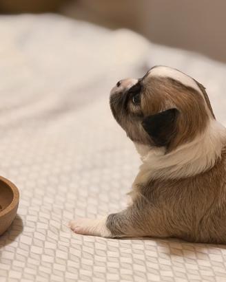 Chihuahua pelo lungo