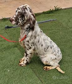 Setter Inglesi di 6 mesi con pedigree