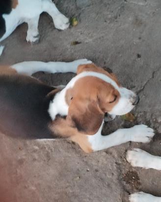Beagle originali 