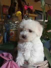 Chanel maltipoo Toy cucciola