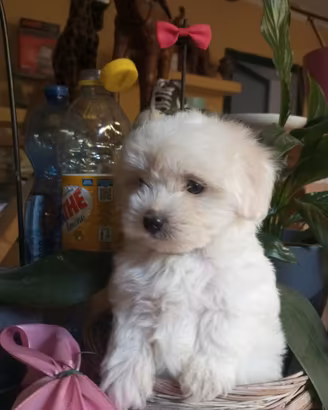 Chanel maltipoo Toy cucciola