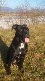 Cane Corso
