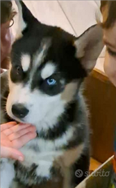 Cucciolo maschio di siberian husky