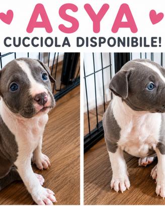 Amstaff cuccioli - nati 24/06 - pedegree