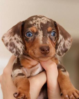 Bassotto toy