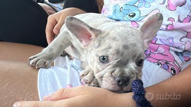 Bulldog francesi maschio e femmina