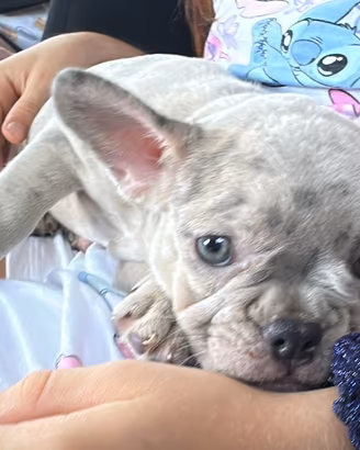 Bulldog francesi maschio e femmina
