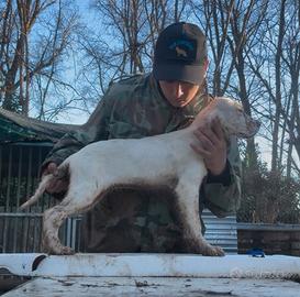 Cuccioli Setter inglesi