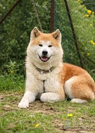 Akita inu giapponese