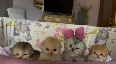 Gatto British/scottish