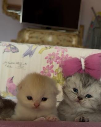 Gatto British/scottish