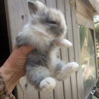 Coniglietti testa di leone nani