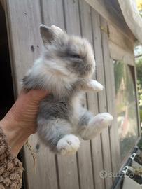 Coniglietti testa di leone nani