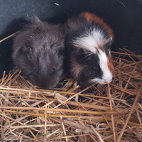 Porcellini d'india cavie peruviane