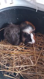 Porcellini d'india cavie peruviane