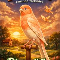 Canarino Yorkshire