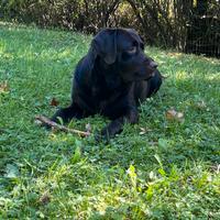 Labrador retriever per monta