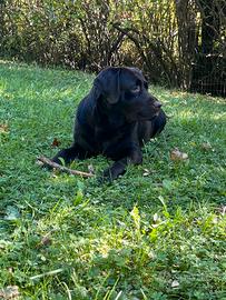 Labrador retriever per monta